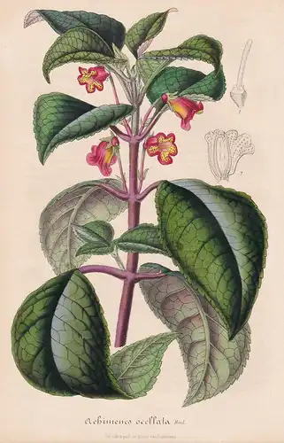Achimenes Ocellata - Schiefteller Panama Blume Blumen flowers flower botanical Botanik Botanical Botany