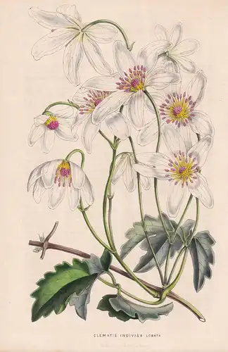 Clematis Indivisa - New Zealand Waldreben Blumen flower Blume botanical Botanik Botany
