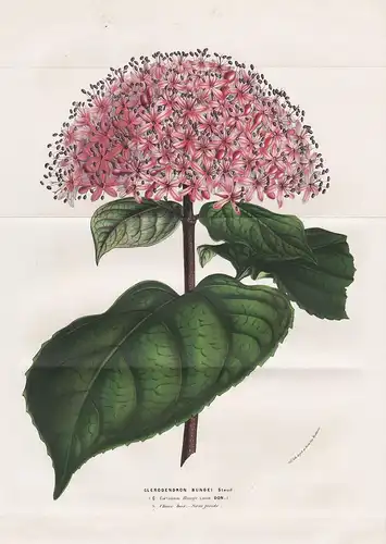 Clerodendron Bugei - rose glory bower China Botanik Botanical Botany