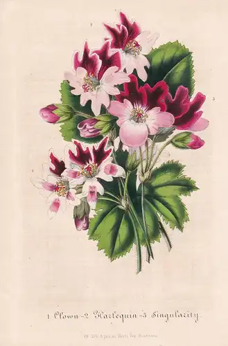 1. Clows. 2. Harlequin. 3. Singularity - geraniums storksbill Flower flowers Blumen Botanik Botanical Botany a