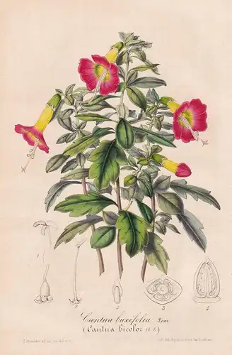 Cantua buxifolia - Peru South America flowers plant Blumen Botanik Botanical Botany antique print