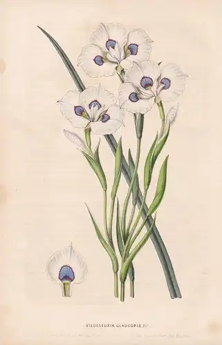 Vieusseuxia Glaucopis  - Blumen flower Blume botanical Botanik Botanical Botany