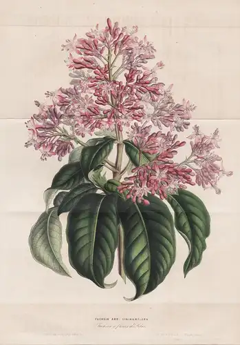 Fuchsia Arborescens Syringaeflora - Peru Fuchsien flower flowers Blume Botanik Botanical Botany antique print