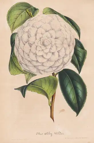 Camellia Mistriss Abby Wilder - Amerika America flower flowers Blume Blumen Botanik Botanical Botany antique p