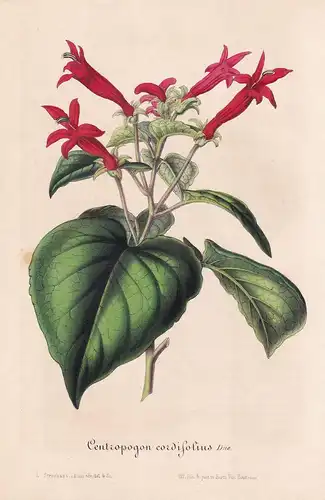 Centropogon Cordifolius - Guatemala flowers Blume Blumen botanical Botanik Botanical Botany