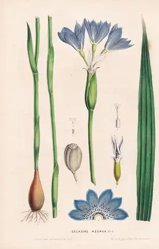 Gelasine Azurea - Uruguay flower flowers Blume Blumen Botanik Botanical Botany antique print