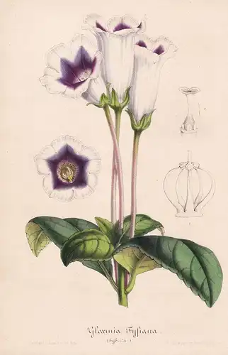 Gloxinia Fyfiana - Blume Blumen flowers flower botanical Botanik Botanical Botany