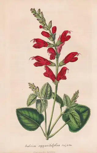 Salvia Oppositiflora - Salbei flower flowers Blume Blumen Botanik Botanical Botany antique print