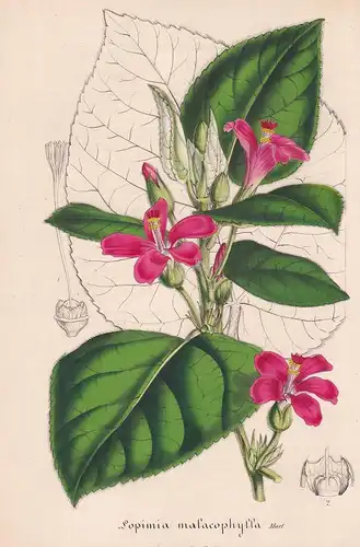 Lopimia Malacophylla. - Lopimia Brazil Brasil flower flowers Blume Blumen Botanik Botanical Botany antique pri