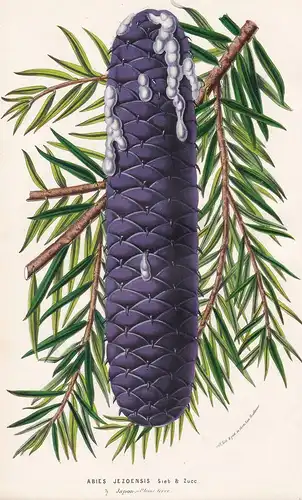 Abies Jezoensis - Yezo spruce Botanik Botanical Botany antique print