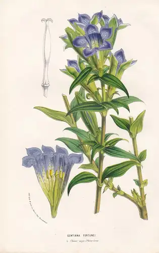 Gentiana Fortunei. - blue gentian China flowers Blumen botanical Botanik Botanical Botany