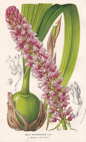 Coelia Macrostachya - orchid South America orchids Orchideen flowers Blumen botanical Botanik Botanical Botany