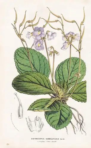 Didymocarpus Humboldtianus - Henckelia humboldtiana Sri Lanka botanical Botanik Botanical Botany