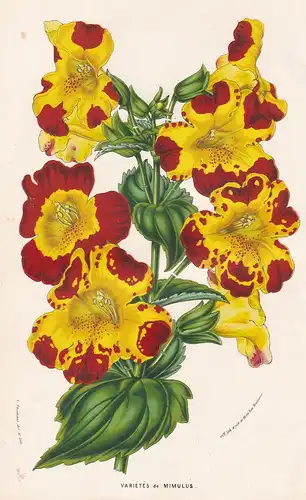Varietes de Mimulus - Mimulus Monkey flowers Blumen Botanik Botanical Botany antique print