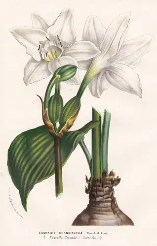 Eucharis Grandiflora - Colombia Kolumbien South America flower flowers Blume Blumen Botanik Botanical Botany a