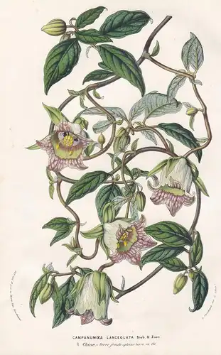 Campanumaea Lanceolata - China flowers Blume Blumen botanical Botanik Botanical Botany