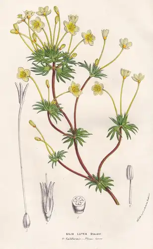 Gilia Lutea - Gilia California flowers Blumen Blume flower botanical Botanik Botanical Botany