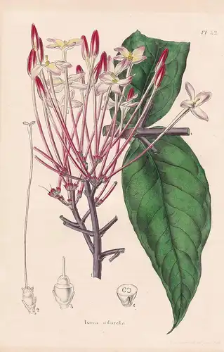 Ixora Odorata - Madagascar flower Blume Blumen botanical Botanik Botany