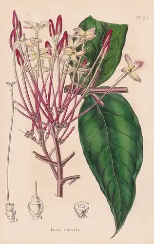 Ixora Odorata - Madagascar flower Blume Blumen botanical Botanik Botany
