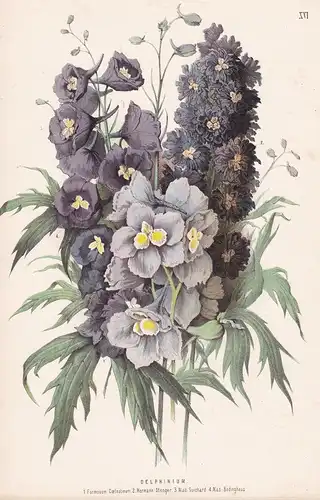 Delphinium - Caucasus flower Blume flowers Blumen botanical Botanik botany