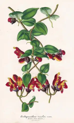 Aeschynanthus tricolor - Borneo botanical Botanik Botanical Botany