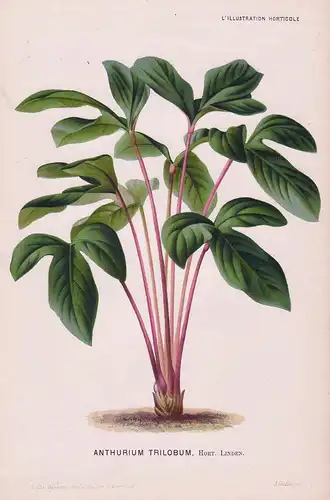 Anthurium Trilobum - Colombia South America botanical Botanik Botany