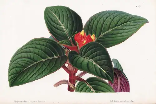 Alloplectus Zamorensis - South America botanical Botanik Botanical Botany