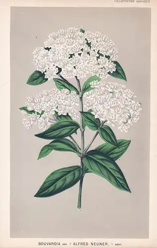 Bouvardia Varietas Alfred Neuner - Kentucky America botanical Botanik Botanical Botany