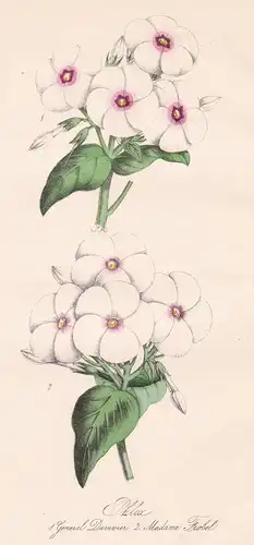 Phlox 1. General Duvivier 2. Madame Frobel - Flammenblumen flower Blume flowers Blumen botanical Botanik botan