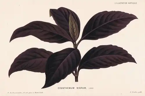 Eranthemum Nigrum - Pacific islands Pazifik botanical Botanik Botany