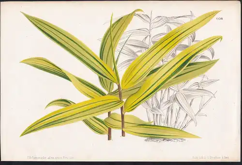 Bambusa Viridi-Striata - Japan botanical Botanik Botany