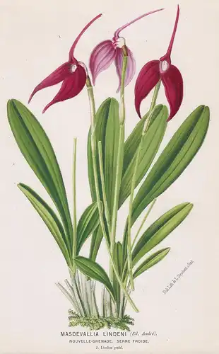 Masdevallia Lindeni - South America botanical Botanik Botanical Botany