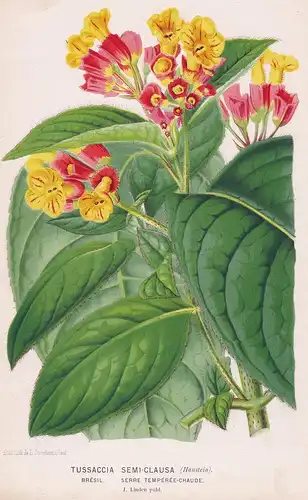 Tussaccia Semi-Clausa - Brasil Brazil Brazilien botanical Botanik Botanical Botany