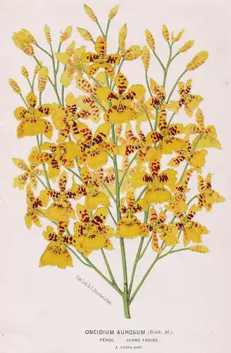 Oncidium Aurosum - Peru botanical Botanik Botanical Botany