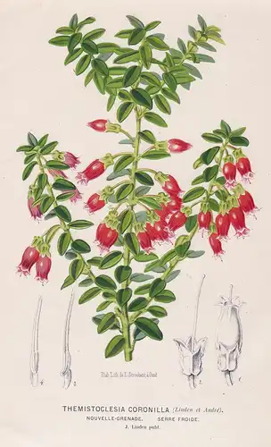Themistoclesia Coronilla - Colombia South America botanical Botanik Botanical Botany