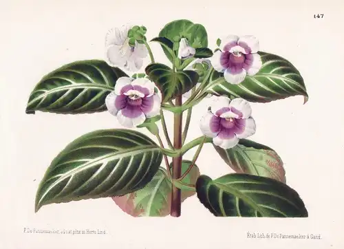 Tydaea Lindeni - Ecuador South America botanical print Botanik Botanical Botany