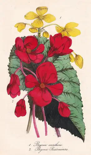 1. Begonia Xanthina 2. Begonia Prestoniensis - flower Blume flowers Blumen botanical Botanik botany