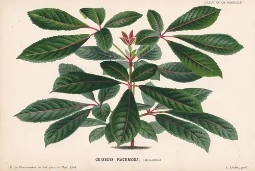 Geissois Racemosa - New California botanical Botanik Botany
