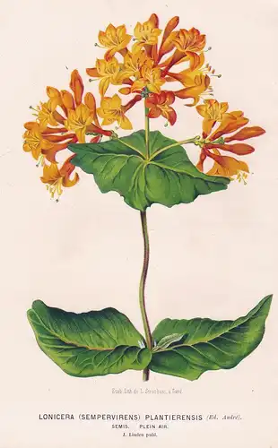 Lonicera (Sempervirens) Plantierensis - flower flowers Blumen Blume botanical Botanik Botany