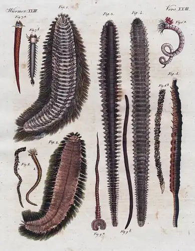 Würmer XXIII - See-Würmer - Die haarige Amphinome, die vierseitige Amphinome, der Fischer-Sandwurm, die musche