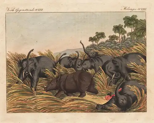 Verm. Gegenstaende CCXXVI. - Der Kampf des Rhinoceros mit dem Elephanten. - Nashorn rhinoceros Elefant elephan