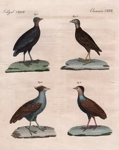 Voegel CXXVII - Merkwürdige Hühnerartige Vögel. 1) Freycinet's Megapode. 2) Laperouse's Megapode. 3) Duperrey'