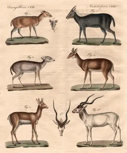 Merkwürdige Antilopen - Grimm-Antilope, Cambstam, Guevei, Tschansing oder Tschikara, Berg-Antilope & Addax (Sä