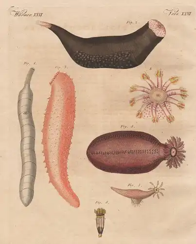 Würmer XXVI. -  Merkwürdige Holothurien. 1) Der Spritzwurm. 2) Die Phantapus Holothurie. 3) Die elegante Holot