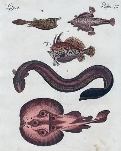 Fische VII. - 1) Der Zitter-Aal,ode Krampf-Fisch. - 2) Der Zitter-Roche,oder der Torpedo. - 3) Die See-Flederm