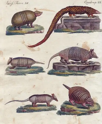 Vierf. Thiere XII. - 1) Das Schuppenthier. - 2) Der Armadill mit 3 Gürteln. - 3) Der Amadill mit 6 Gürteln. -