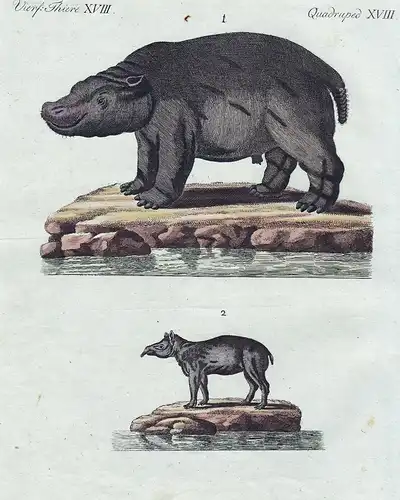 Vierf. Thiere XVIII. - 1) Der Hippopotamus, oder das Nilpferd. - 2) Der Tapir oder der Anta. - Flusspferd hipp