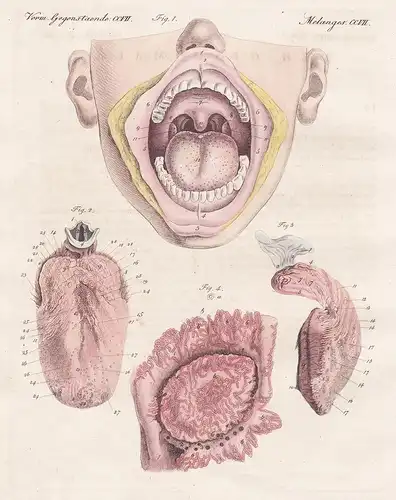 Verm. Gegenst. CCVII - Der Geschmack - Zähne Mund mouuth teeth Rachen smell Zunge human tongue mouth Anatomie