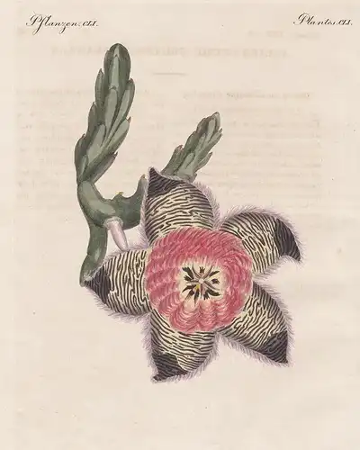 Pflanzen CLI - Afrikanische seltene Pflanzen - Die kissenförmige Stapelie - Stapelien stapelia Blume flower Af
