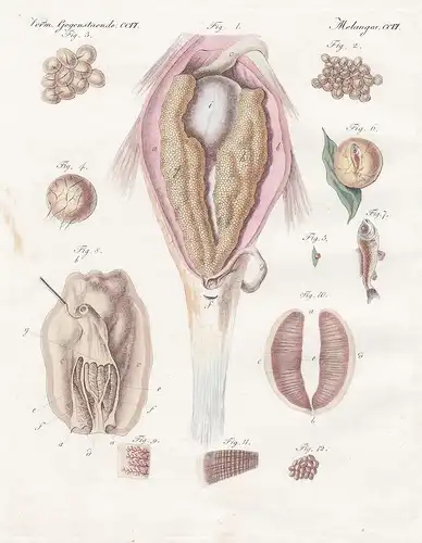 Verm. Gegenstaende CCVI - Der Roggen oder ovarium des Karpfen und der Miesmuschel Mytilus Malermuschel, oder E